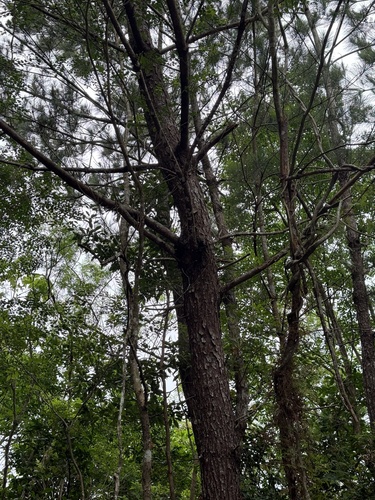 Pinus luchuensis