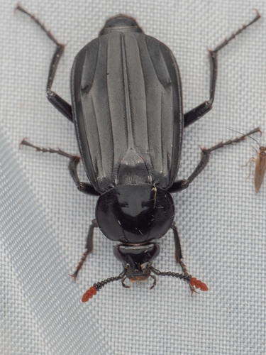 Shore Sexton Beetle
