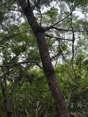 Pinus luchuensis, photograph (c) rjtizard, some rights reserved (CC BY)