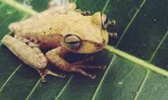 Boana maculateralis