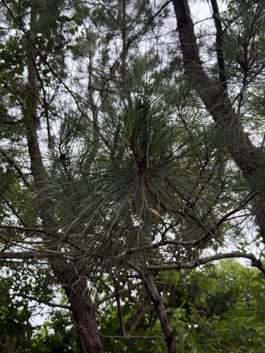 Pinus luchuensis, photograph 3