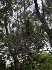 Pinus luchuensis, photograph (c) rjtizard, some rights reserved (CC BY)