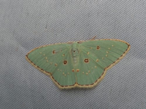 Comostola enodata