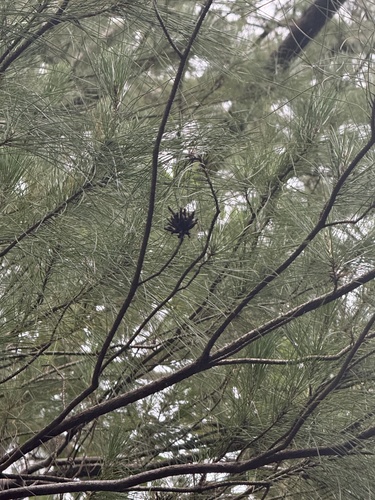 Pinus luchuensis, photograph 4