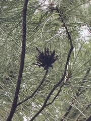 Pinus luchuensis, photograph (c) rjtizard, some rights reserved (CC BY)
