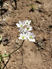 Allium neapolitanum