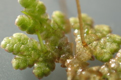 Azolla caroliniana