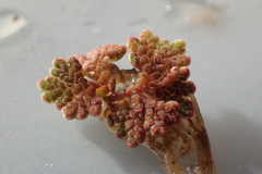 Azolla caroliniana