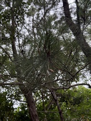 Pinus luchuensis, photograph (c) rjtizard, some rights reserved (CC BY)