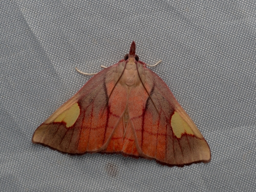 Orybina flaviplaga