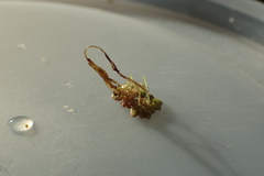 Azolla caroliniana