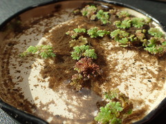 Azolla caroliniana