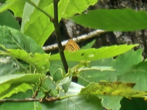 Zebra Hairstreak