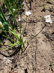 Allium neapolitanum