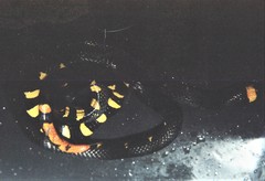 Micrurus narduccii melanotus