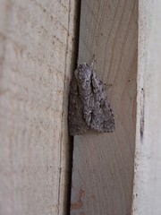 Acronicta lobeliae