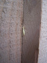 Oecanthus exclamationis