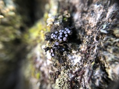 Collema pulcellum