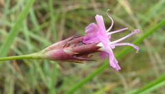 Dianthus andrzejowskianus