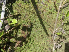 Azolla caroliniana