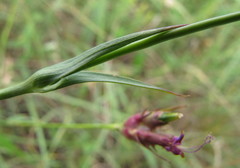 Dianthus andrzejowskianus