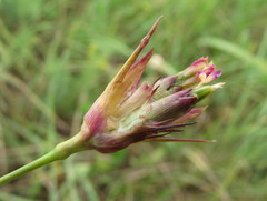 Dianthus andrzejowskianus