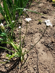 Allium neapolitanum