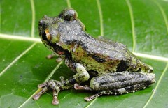 Osteocephalus cabrerai