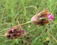 Dianthus andrzejowskianus