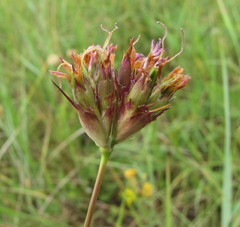 Dianthus andrzejowskianus