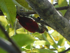 Dryobates callonotus