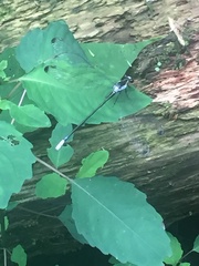 Rhipidolestes nectans