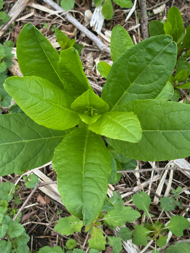 American pokeweed