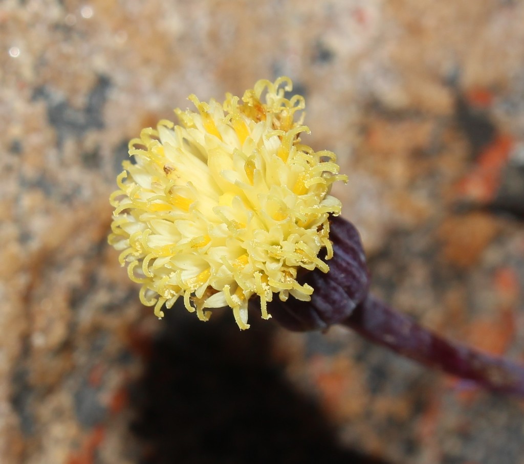 Senecio serpens