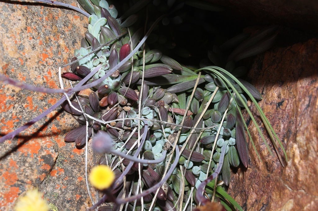 Senecio serpens (Thunb.) Sch.Bip. 3