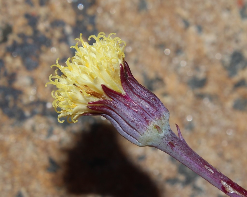 Senecio serpens (Thunb.) Sch.Bip. 2
