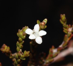 Euchaetis elsieae
