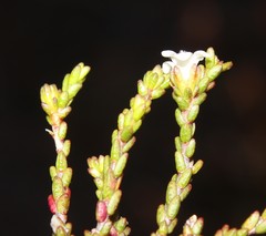 Euchaetis elsieae