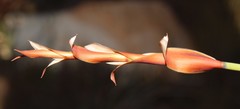 Elegia esterhuyseniae