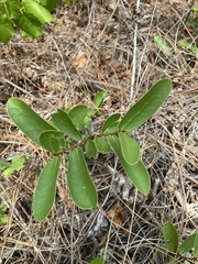 Asimina reticulata