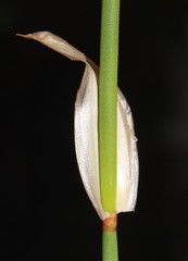Elegia esterhuyseniae