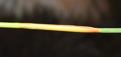 Elegia esterhuyseniae