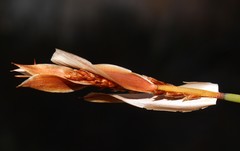 Elegia esterhuyseniae