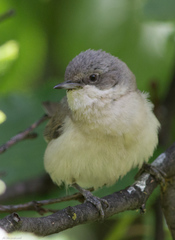 Lesser Whitethroat photo 5