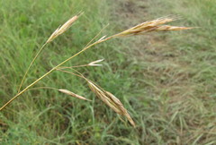 Bromus riparius