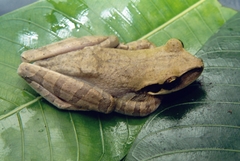 Osteocephalus planiceps