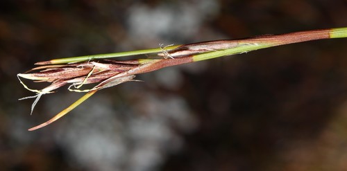 Image of Tetraria maculata by (c) Brian du Preez, some rights reserved (CC BY-SA)