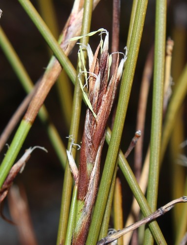 Image of Tetraria maculata by (c) Brian du Preez, some rights reserved (CC BY-SA)