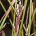 Tetraria maculata - Photo (c) Brian du Preez, algunos derechos reservados (CC BY-SA), subido por Brian du Preez