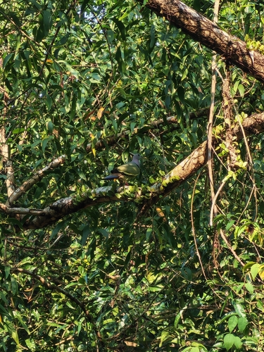 Pink-necked Green-Pigeon